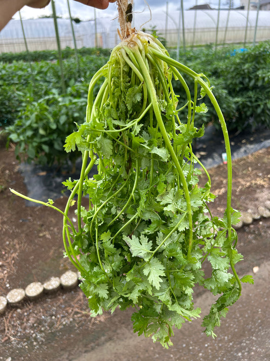 နံနံပင် Coriander