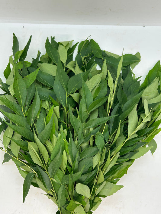 ပျဉ်းတော်သိမ်ရွက် カレーリーフ Curry Leaf