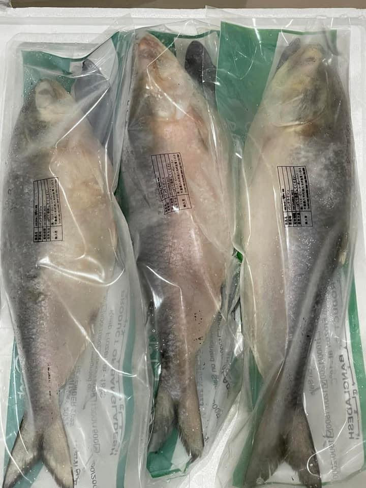 HILSHA WHOLE ¥2650/kg ငါးသလောက်အကောင်လိုက်