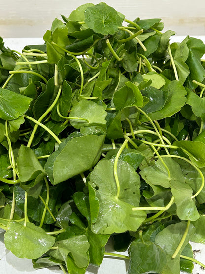 မြင်းခွာရွက် Pennywort (100g) ペニーワート