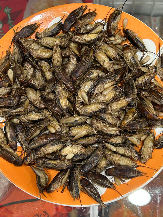 ပုရစ်အစိမ်း (500g) 冷凍 Cricket With Eggs