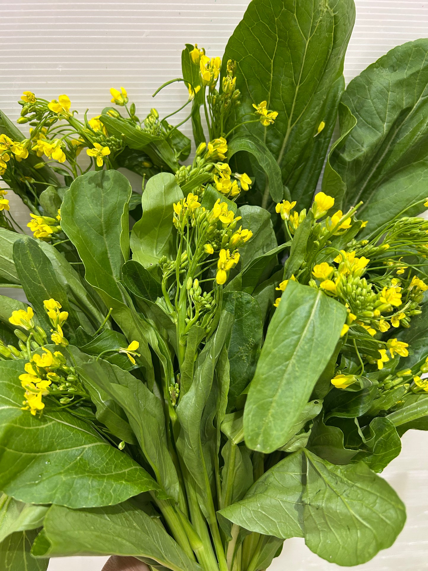 မုန်ညင်းပွင့် Mustard 500g