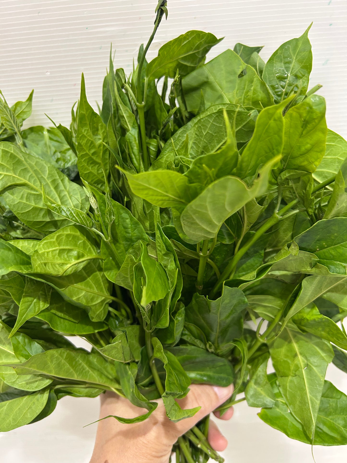 ဂွေးတောက်ရွက် (250g) Cotton Milk Plant Leaf