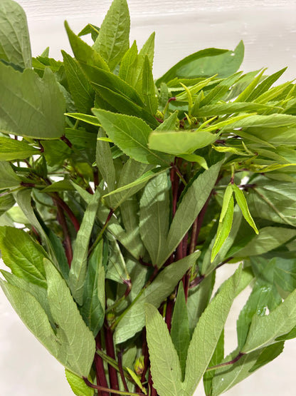 ချဉ်ပေါင်ရွက် 250g~ (with stalk)