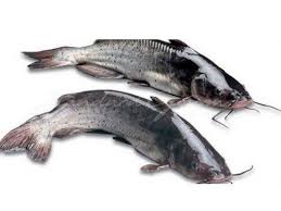 Cat fish ငါးခူအကောင်လိုက်